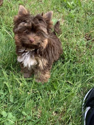 Yorkshire-Terrier Welpen