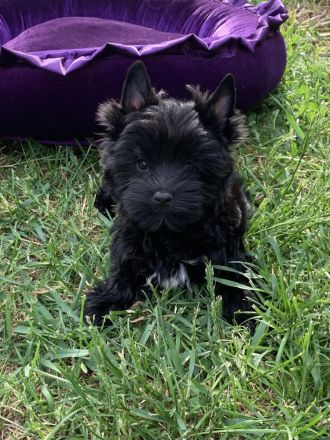 Yorkshire-Terrier Welpen