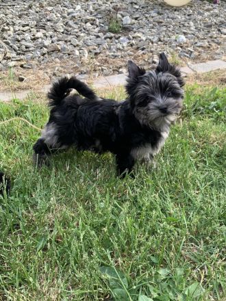 Yorkshire-Terrier Welpen