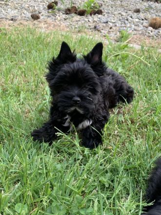 Yorkshire-Terrier Welpen