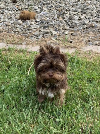 Yorkshire-Terrier Welpen