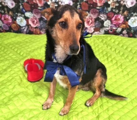 lieber, kastrierter, sehr sozial anhänglicher Patros in Rumänien, kinderlieb, katzenverträglich, suc