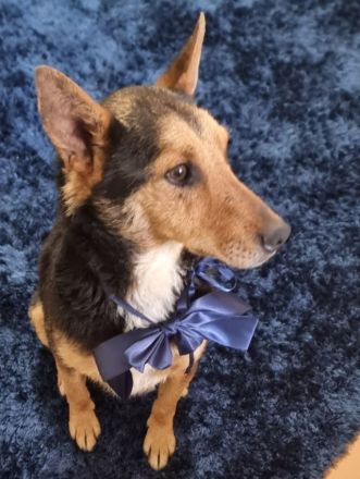 lieber, kastrierter, sehr sozial anhänglicher Patros in Rumänien, kinderlieb, katzenverträglich, suc