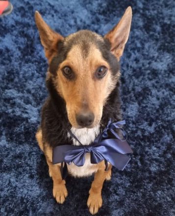 lieber, kastrierter, sehr sozial anhänglicher Patros in Rumänien, kinderlieb, katzenverträglich, suc