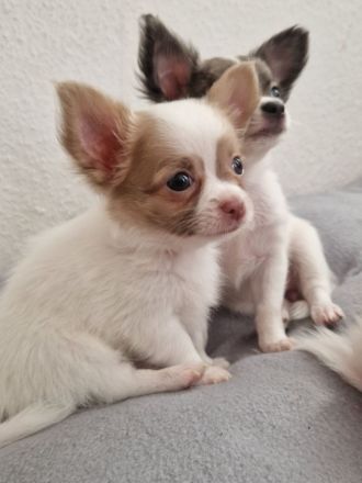 Chihuahua Welpen