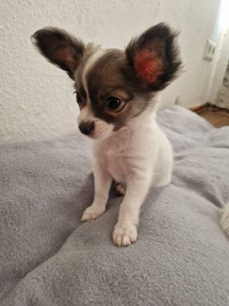 Chihuahua Welpen