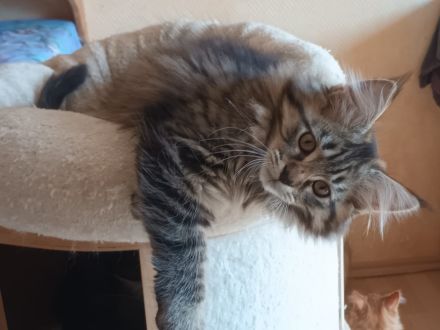 Süße MaineCoon/Nrw.Waldk Kitten suchen liebevolles Zuhause