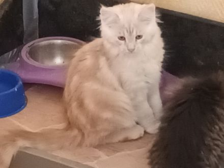 Süße MaineCoon/Nrw.Waldk Kitten suchen liebevolles Zuhause