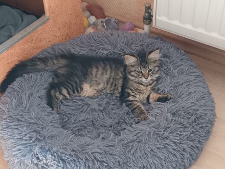 Süße MaineCoon/Nrw.Waldk Kitten suchen liebevolles Zuhause
