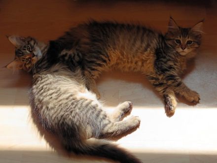 Süße MaineCoon/Nrw.Waldk Kitten suchen liebevolles Zuhause