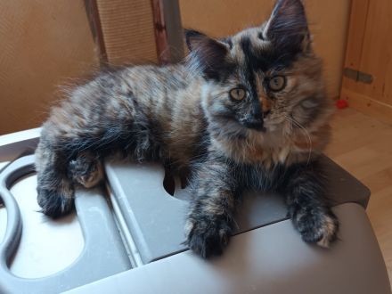 Süße MaineCoon/Nrw.Waldk Kitten suchen liebevolles Zuhause