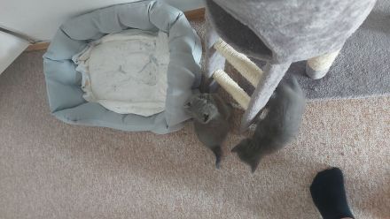 Britisch Kurzhaar Kitten