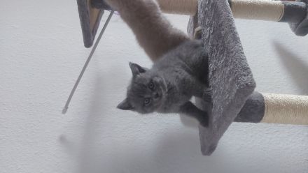 Britisch Kurzhaar Kitten