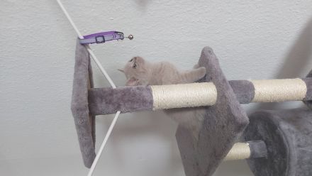 Britisch Kurzhaar Kitten