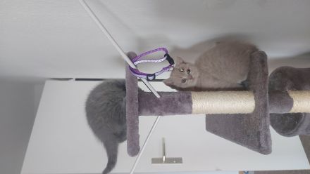 Britisch Kurzhaar Kitten