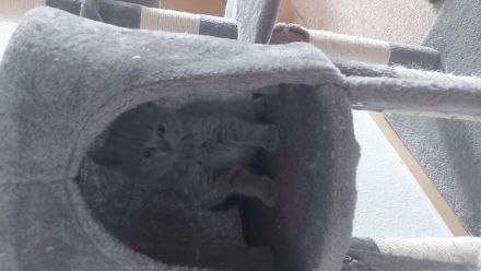 Britisch Kurzhaar Kitten