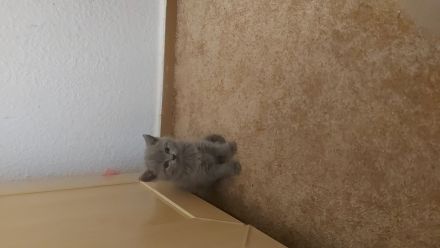 Britisch Kurzhaar Kitten
