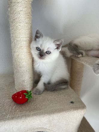 Reinrassige BKH Kitten