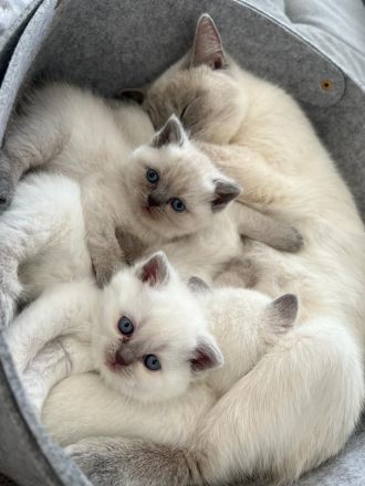 Reinrassige BKH Kitten