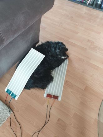 Mobile Praxis für Pferde und Hunde