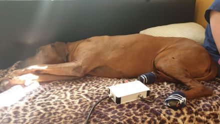 Mobile Praxis für Pferde und Hunde