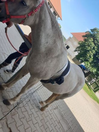 Mobile Praxis für Pferde und Hunde