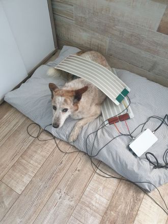 Mobile Praxis für Pferde und Hunde