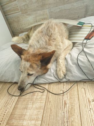 Mobile Praxis für Pferde und Hunde