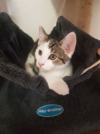 2 sehr schöne Kater suchen ein neues Zuhause