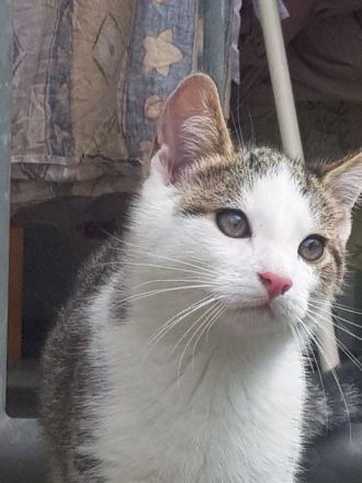 2 sehr schöne Kater suchen ein neues Zuhause