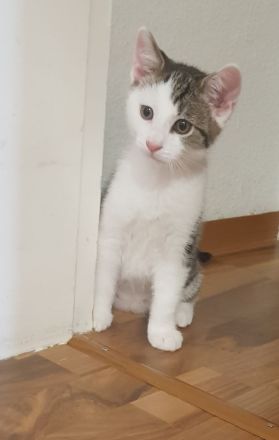 2 sehr schöne Kater suchen ein neues Zuhause
