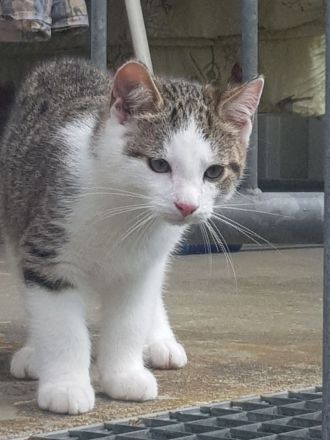 2 sehr schöne Kater suchen ein neues Zuhause