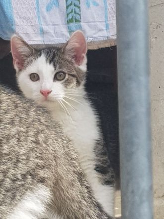 2 sehr schöne Kater suchen ein neues Zuhause