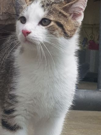 2 sehr schöne Kater suchen ein neues Zuhause