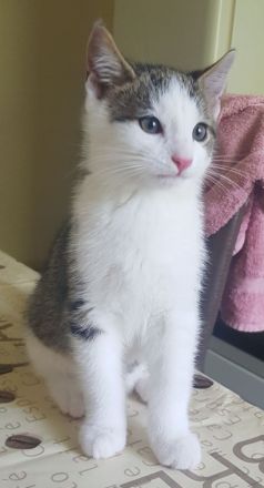 2 sehr schöne Kater suchen ein neues Zuhause