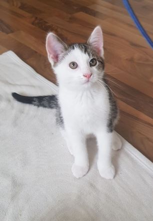 2 sehr schöne Kater suchen ein neues Zuhause