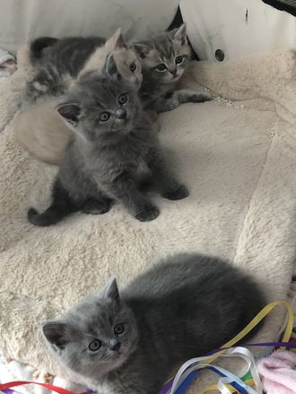 Graue BKH Kitten