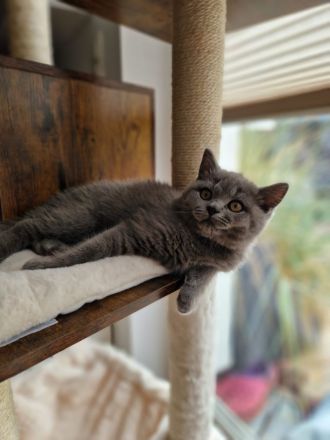 Graue BKH Kitten