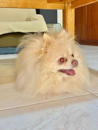 Reinrassiger Zwergspitz sucht neues Zuhause