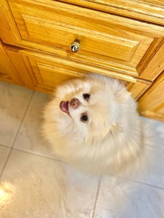 Reinrassiger Zwergspitz sucht neues Zuhause