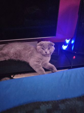 Bhk Bkl wunderschöne kitten