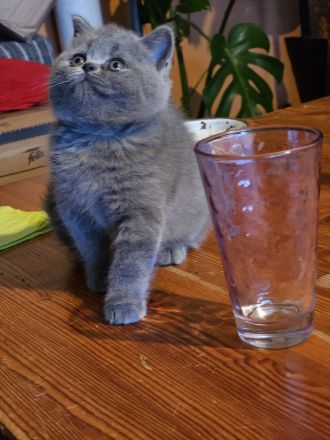 Bhk Bkl wunderschöne kitten