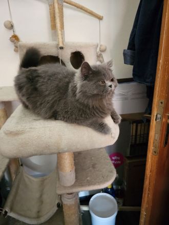 Bhk Bkl wunderschöne kitten