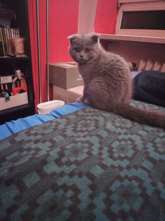 Bhk Bkl wunderschöne kitten