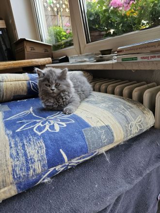 Bhk Bkl wunderschöne kitten