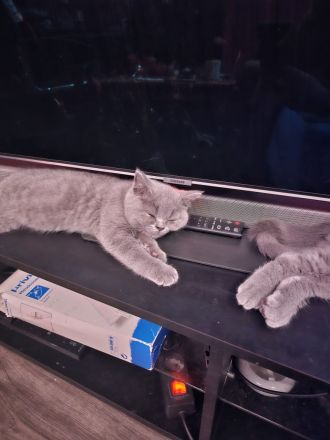 Bhk Bkl wunderschöne kitten