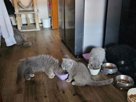 Bhk Bkl wunderschöne kitten