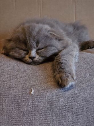 Bhk Bkl wunderschöne kitten