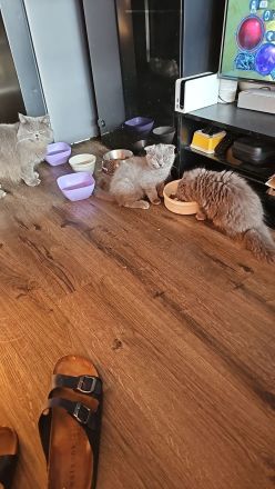 Bhk Bkl wunderschöne kitten