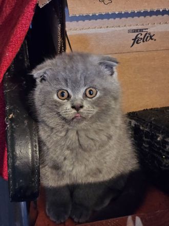 Bhk Bkl wunderschöne kitten